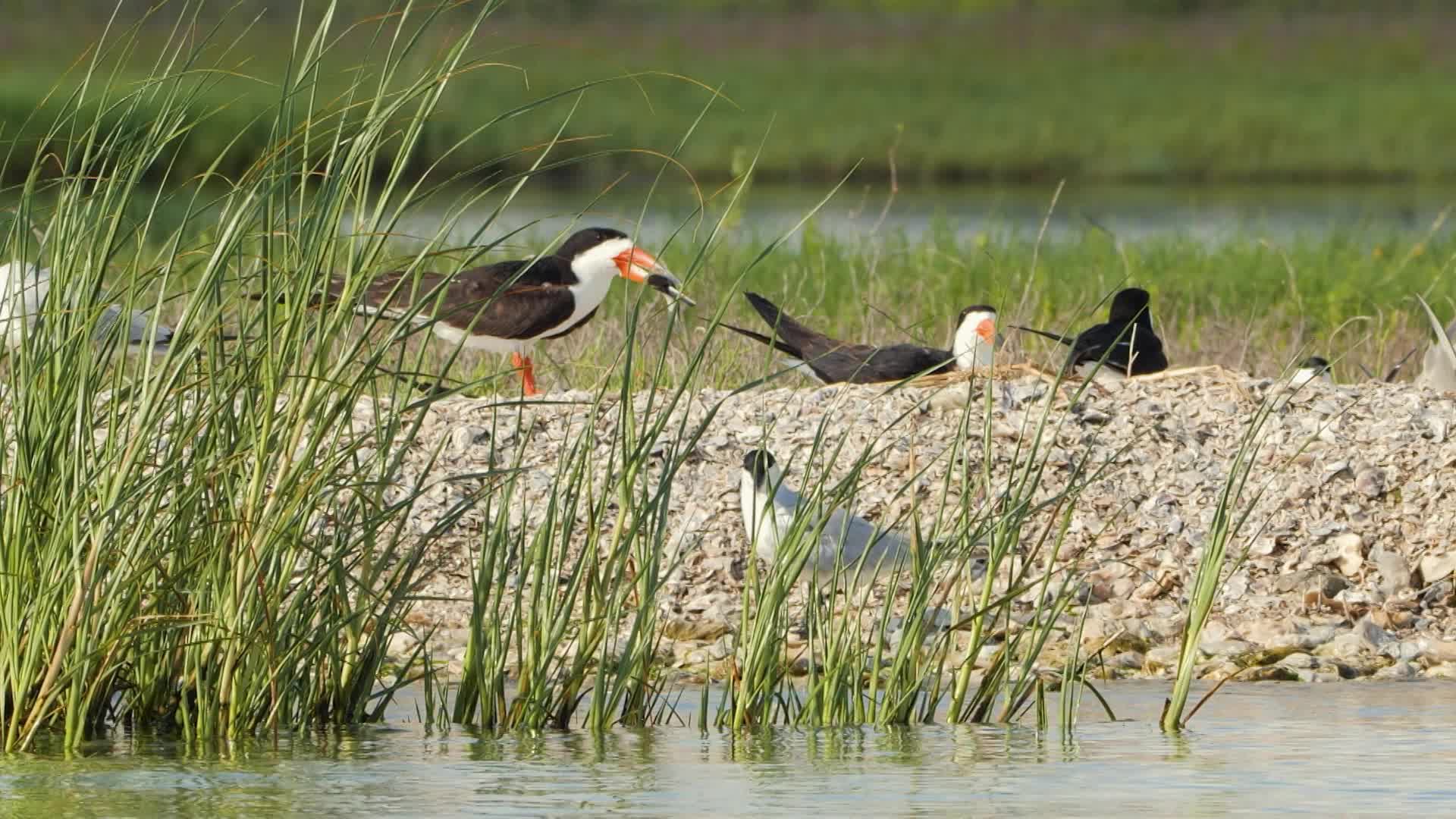 Thumbnail image for Texas Parks & Wildlife #3202