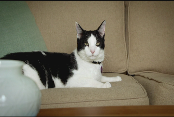 Thumbnail image for Animal Adoption - "Cell Phone" PSA